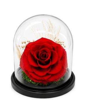 #RP02- Rosa preservada 15 cm en cúpula
